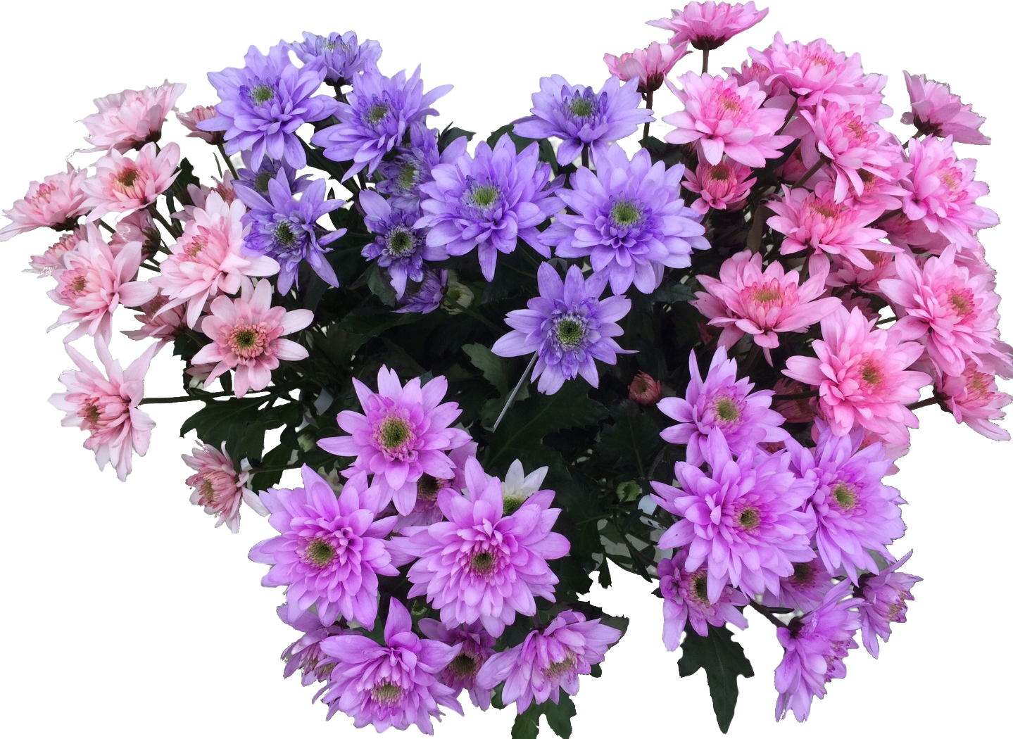 Blumenfarbe für Frischblumen 5l Basic