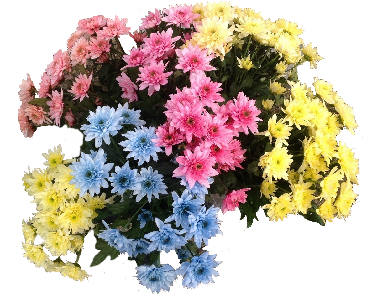 Blumenfarbe für Trockenblumen 5l Basic