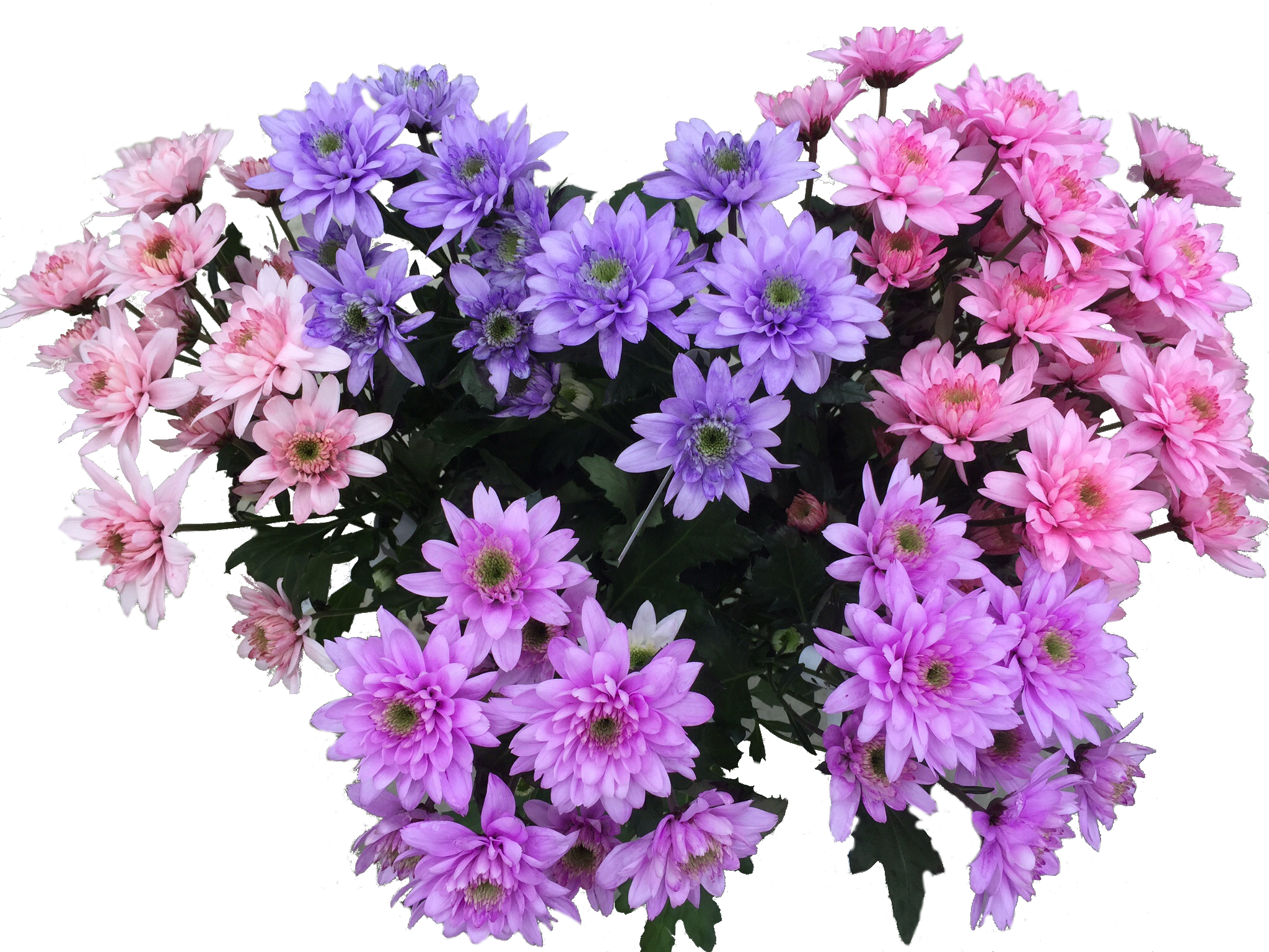 Blumenfarbe für Trockenblumen 5l  Exclusive